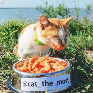 Можно котам креветки