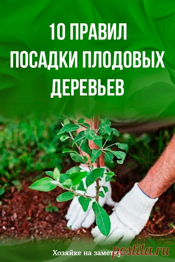 Когда высаживать плодовые деревья весной. Когда лучше высаживать плодовые деревья. Когда высаживать плодовые деревья. Саженцы деревьев. Когда лучше высаживать плодовые деревья.