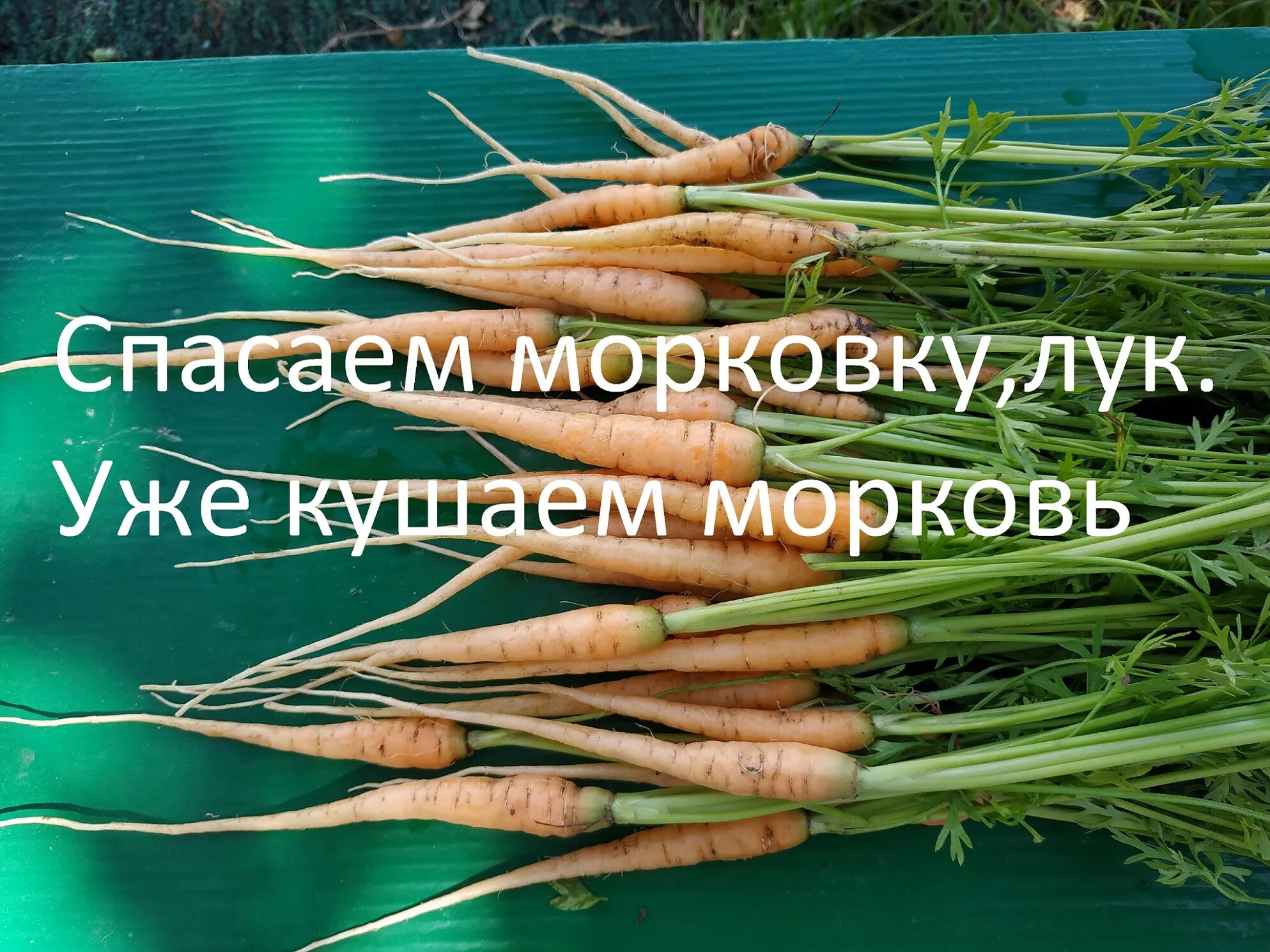 Морковный спас. Морковка. лук и морковь. спас марковка. кушайте морковку.
