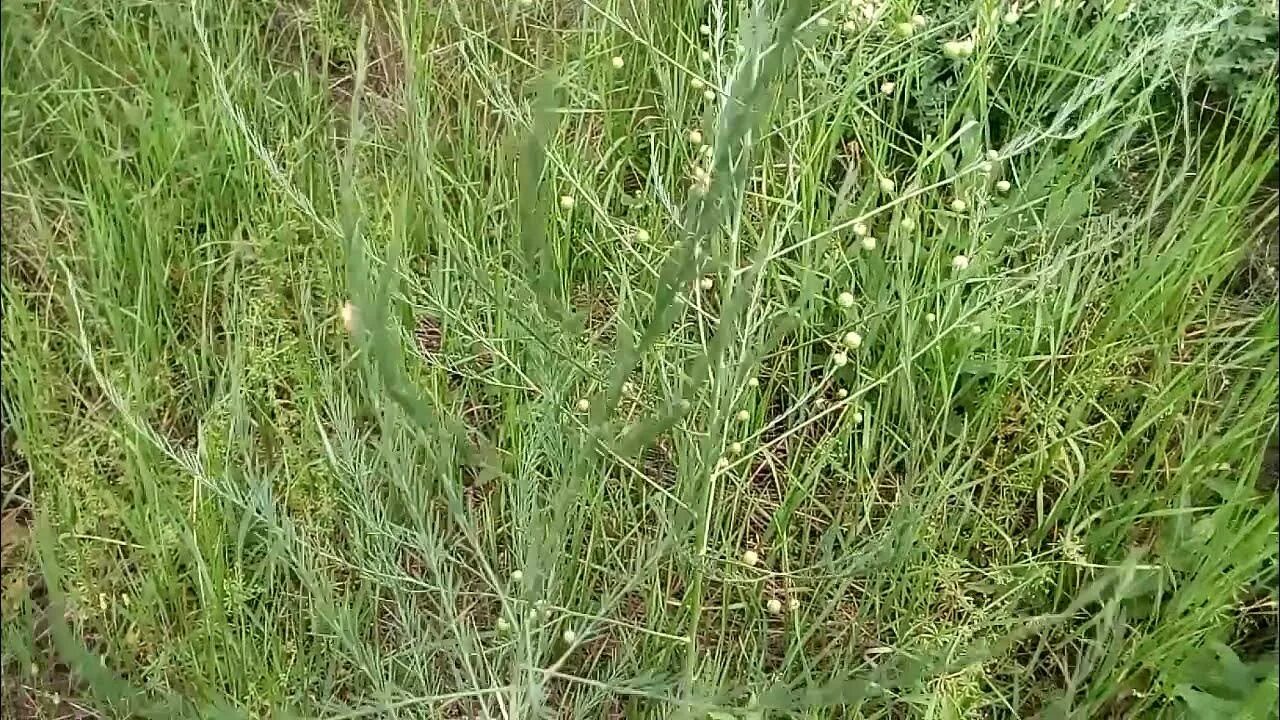 Picking wild asparagus with my sister. YouTube