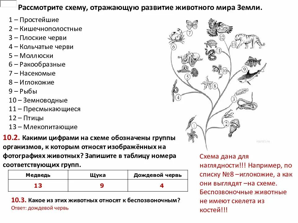 Решу впр 6 класс задание 6. Задания по биологии. биология 6 класс задания. схема развития животного. впр по биологии.