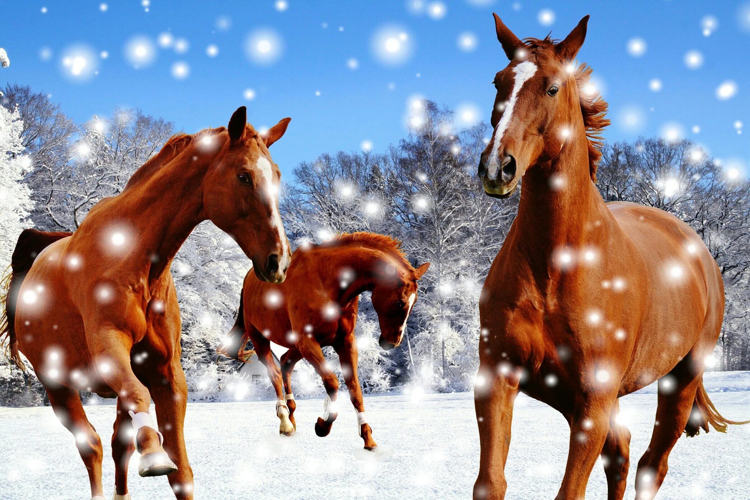 Год лошадь видео. Лошади. Новогодняя лошадь. Лошади зимой. Новогодние лошадки.