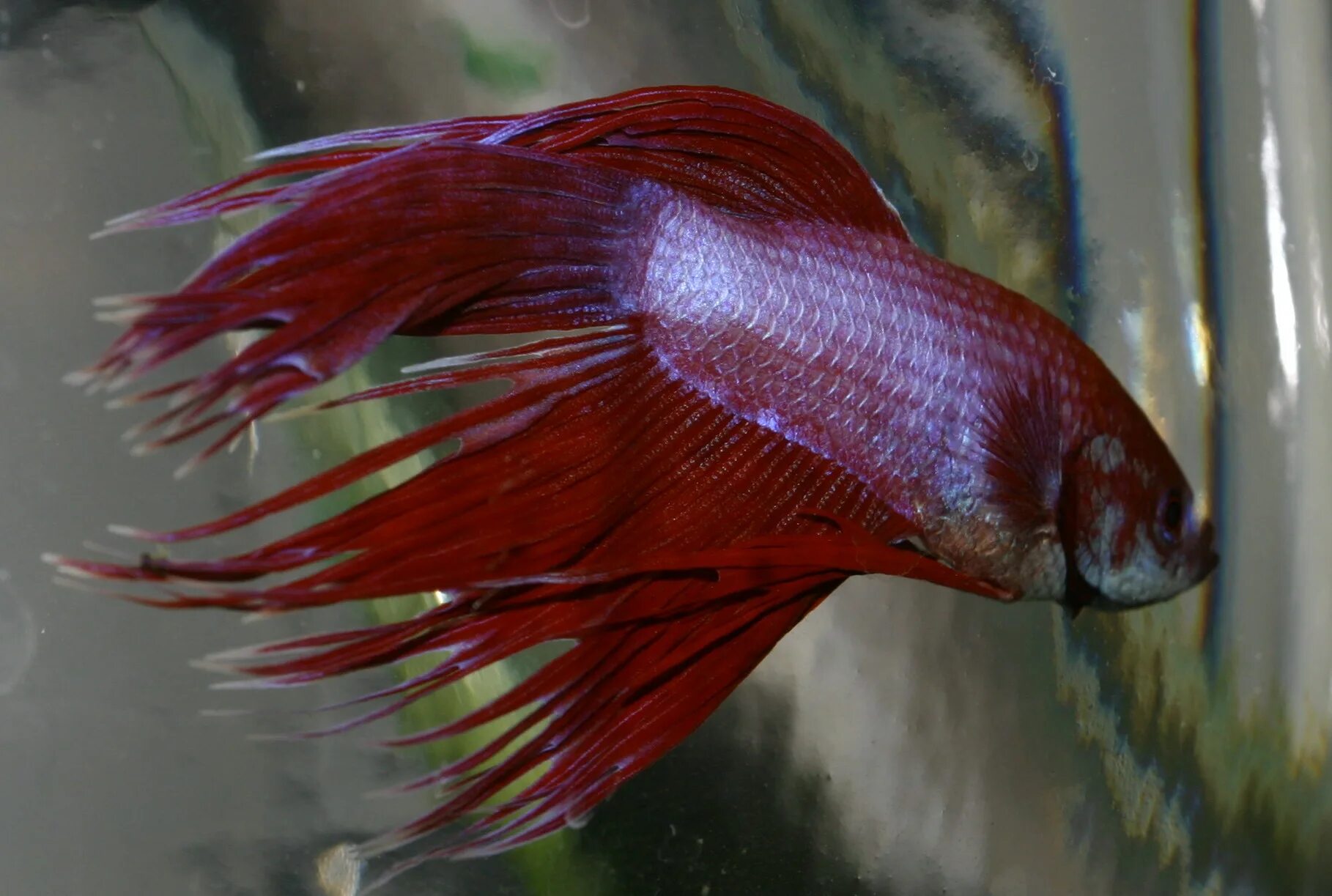 Петушок рыба содержание для начинающих. Таиландский петушок рыбка. Сиамский петушок аквариумная рыбка. Рыбка петушок бетта спленденс. Лабиринтовые рыбки петушки.