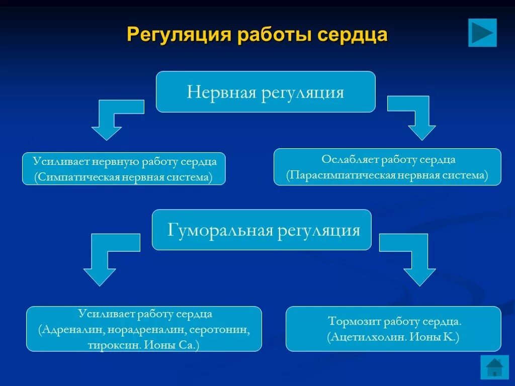 Гуморальная регуляция работы сердца человека. Регуляция работы сердца. Регуляция работы сердца схема. Нервная регуляция работы сердца. Что усиливает частоту работы сердца.