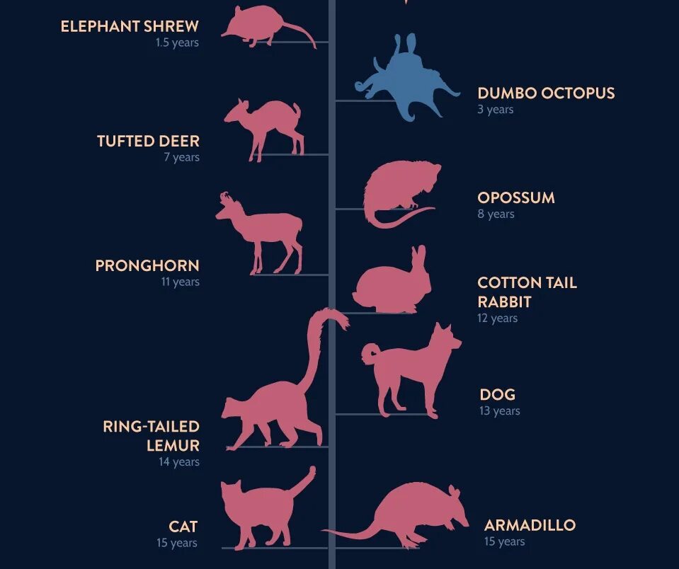 Продолжительность жизни зверей. Продолжительность животных. Продолжительность жизни животных. Средняя Продолжительность жизни животных. Продолжительность жизни животных таблица.