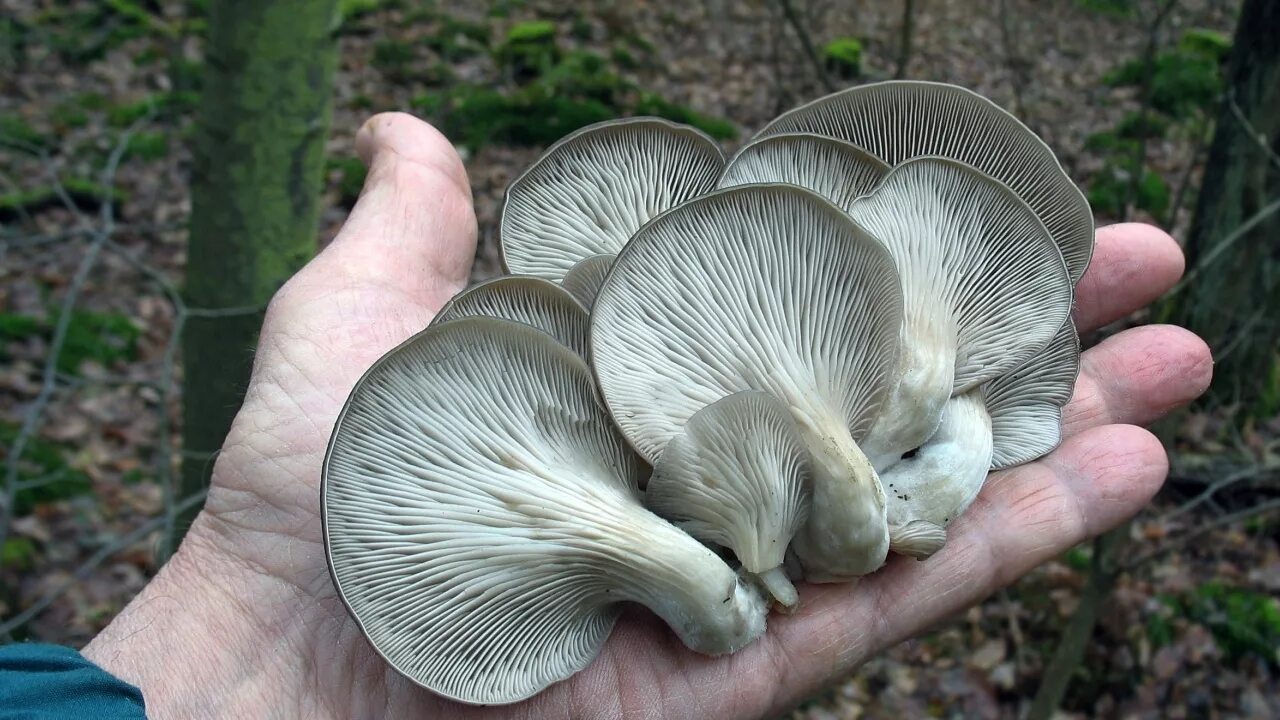 вешенка обыкновенная устричная. вешенка белая лесная. б вешенка обыкновенная. б вешенка обыкновенная. вёшенка обыкновенная грибы.