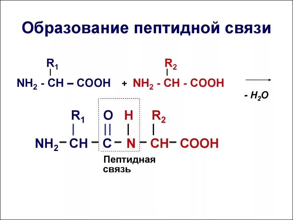 Три пептидные связи