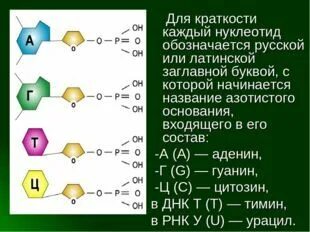 Буквы нуклеотидов. Азотистые основания нуклеотидов ДНК. В ДНК входят азотистые основания. Азотистые основания входящие в ДНК. Состав азотистых оснований ДНК.