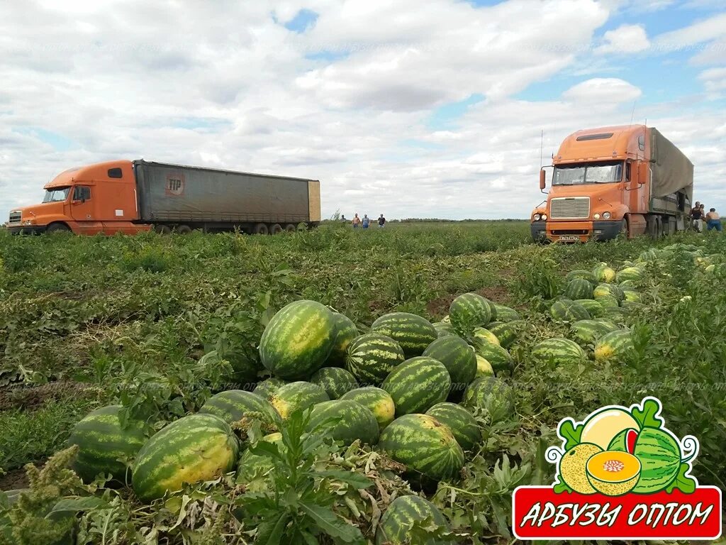 Арбузы ярмарка. Соль Илецкие арбузы. Арбузы соль Илецк. Соль Илецкий сорт арбуза в поле. Соль Илецкий сорт арбуза.