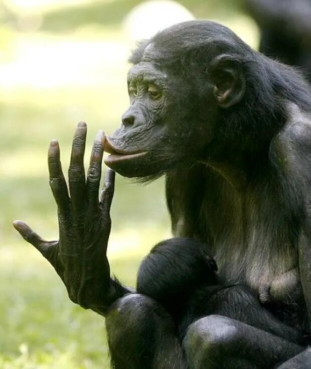 Ногти обезьяны. Ногти шимпанзе. Рука обезьяны. Лапа обезьяны.