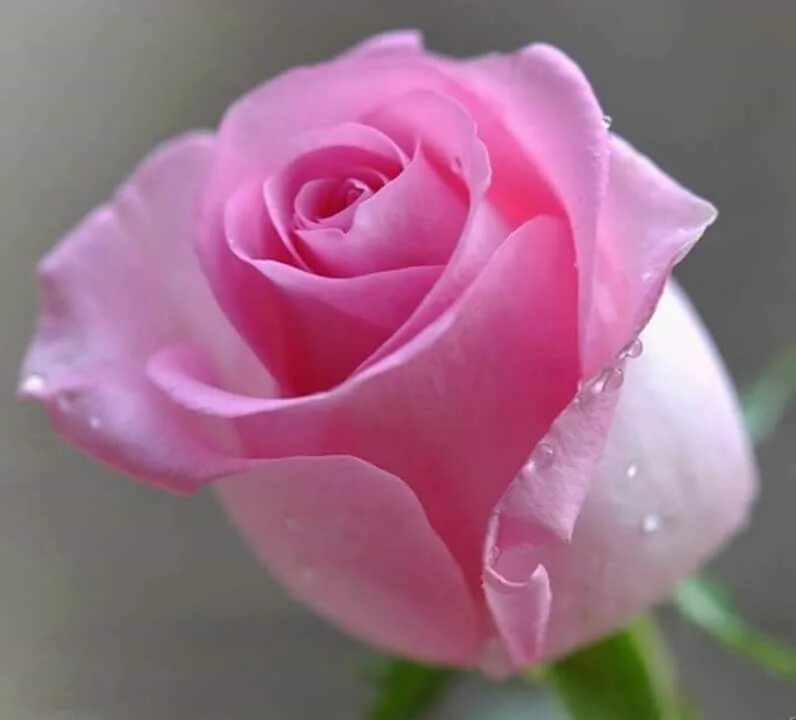 Светы картинка. Красивые розовые розы. Самые красивые розовые розы. Милая Розочка. Очень красиво цветочек.