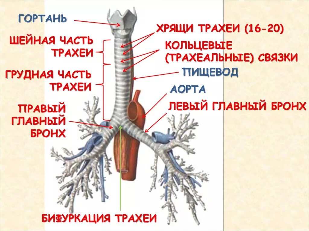 Пищевод бронхи