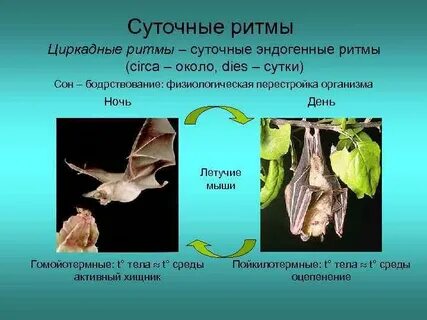 Суточные изменения в жизни живых организмов
