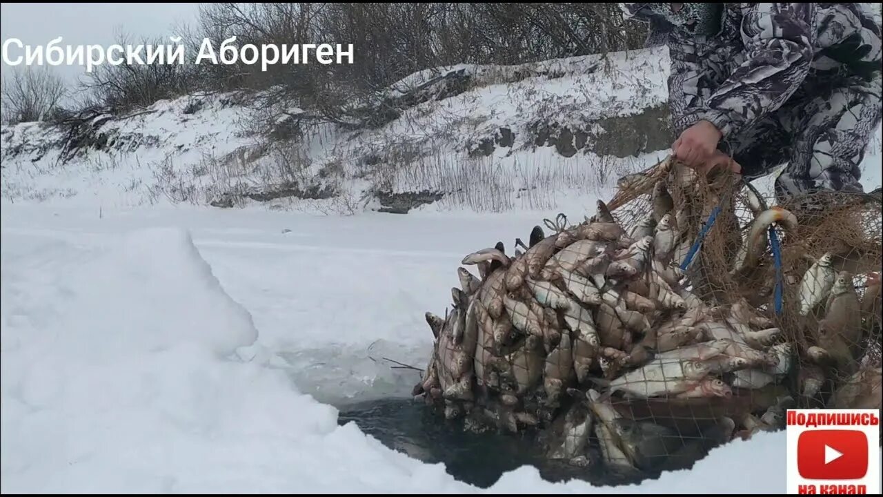 Ловля налима в Сибири. Рыбалка сетями в Сибири и Якутии хозяева тайги. Налим Сибирский. Аборигены Сибири. Местные жители сибири