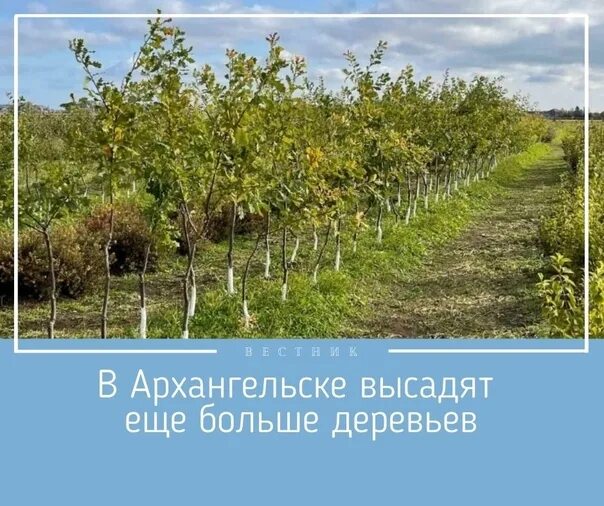 Плодопитомник свободный. Садовод архангельск заостровье. Карта плодопитомника. Плодопитомник заостровье каталог. Бийский плодопитомник.