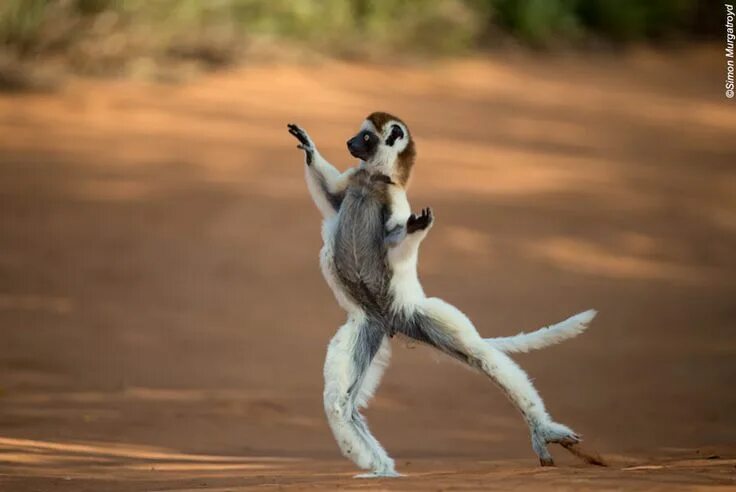 Light-footed lemurs dance in the sands of Madagascar Dancing animals, Rare anima