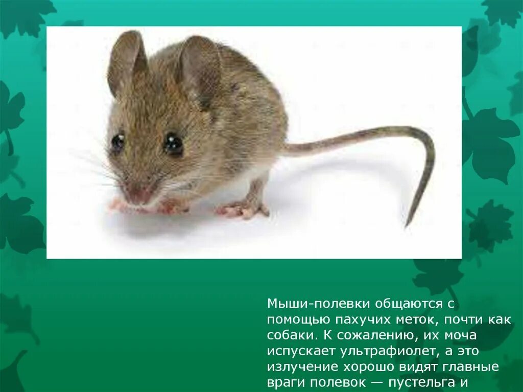 Скорость мыши полевой. Мышь полевка. Полевая мышь описание. Сообщение о полевой мыши. Мышь полевка Размеры.