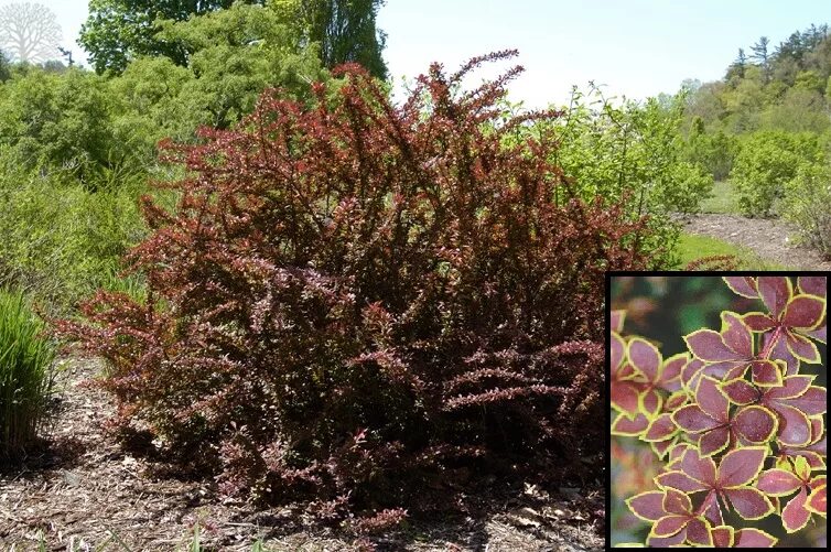 Голден ринг описание. Тунберга Golden Ring (Berberis thunbergii). Berberis thunbergii Голден ринг. Барбарис Тунберга "Golden Ring" (Berberis thunbergii Golden Ring. Барбарис Тунберга Голден ринг.