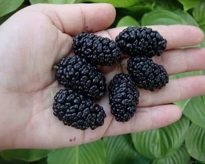 Mulberry перевод