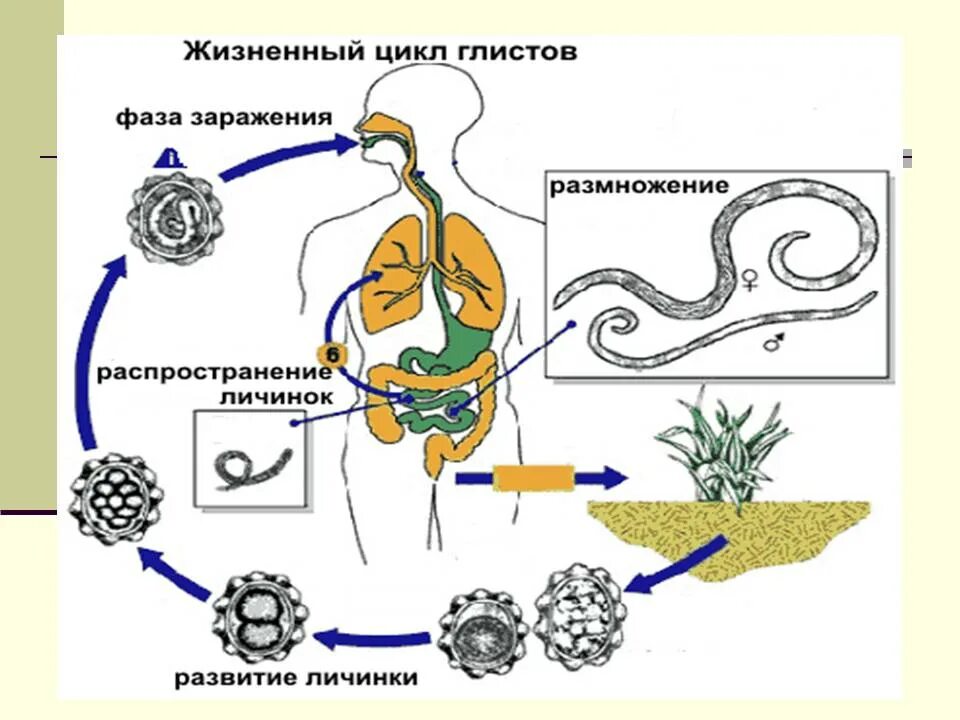 Жизненный цикл аскариды схема. Схема развития человеческой аскариды. Цикл аскариды человеческой схема. Аскаридоз цикл развития гельминта. Циклы развития паразитических червей аскарида.