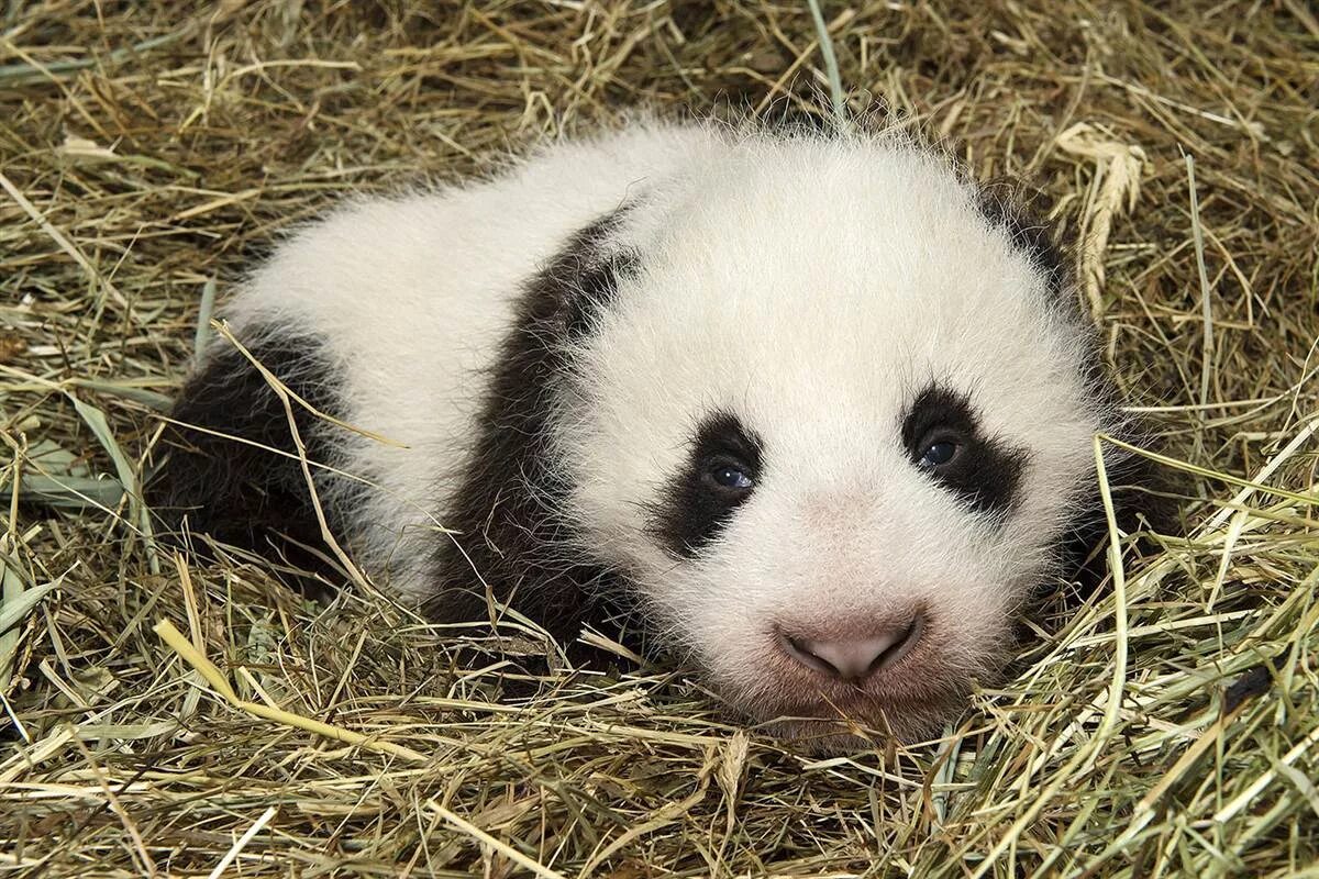 Панда сколько детенышей. Панда с детёнышем. Маленькие панды. Большая Панда с детенышем. Детеныш большой панды.