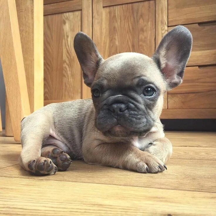 Frenchie World - #1 French Bulldog Shop on the Market Bulldog puppies, Bulldog p