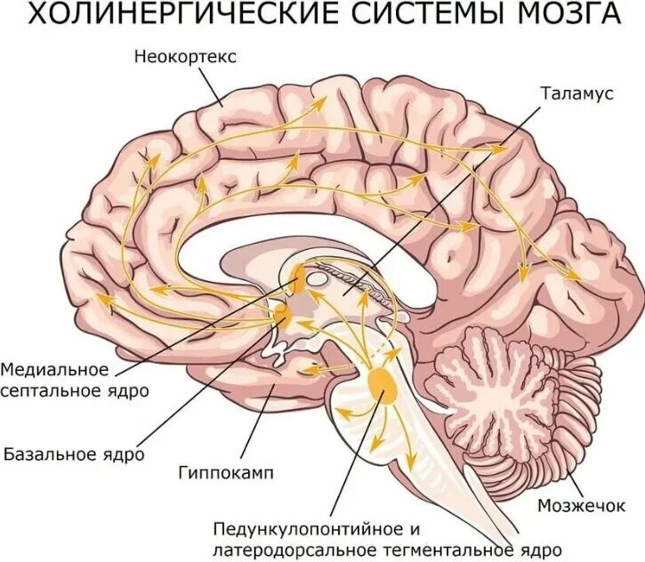 Ацетилхолин в головном мозге. Функции ацетилхолина в ЦНС. Ацетилхолин нейромедиатор. Ацетилхолин где вырабатывается.