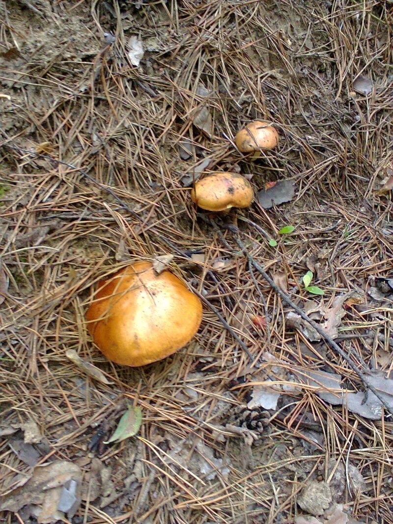 Осенние грибы маслята. Грибы маслята. Маслёнок гриб. Маслята осенние. Масленок осенний съедобный гриб.