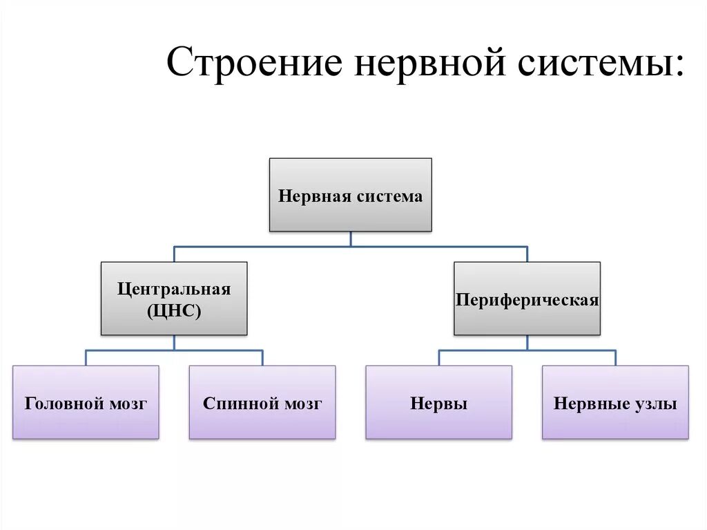 Общая схема строения нервной системы. Общий план нервной системы. Общая схема строения ЦНС. Основной план строения нервной системы. Нервная система делится на центральную и