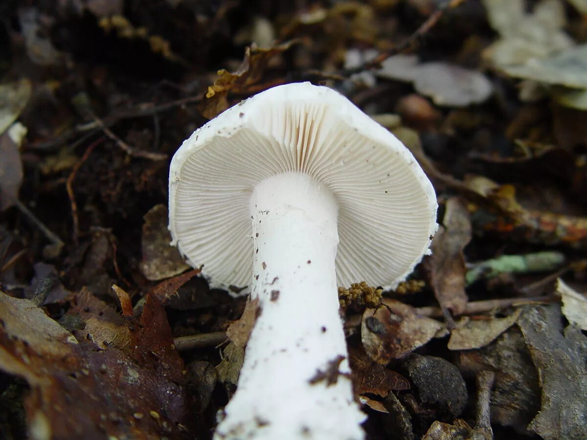 Amanita smithiana