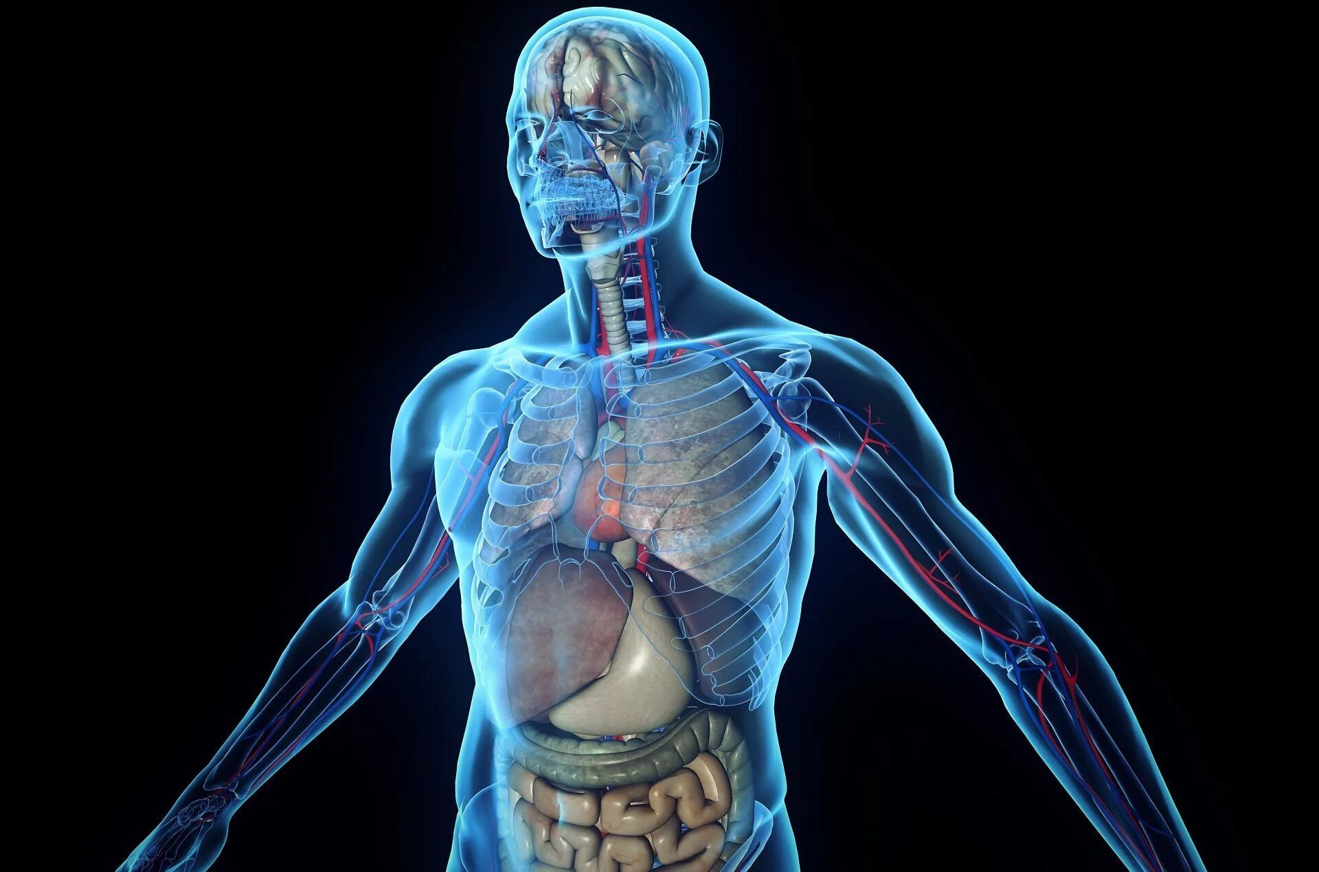 Анатомия картинки. Тело человека. Организм человека.