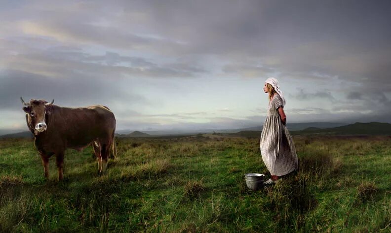 Коровы в поле. Фотосессия с коровой. Фотосессия с коровой в поле. Доярка.