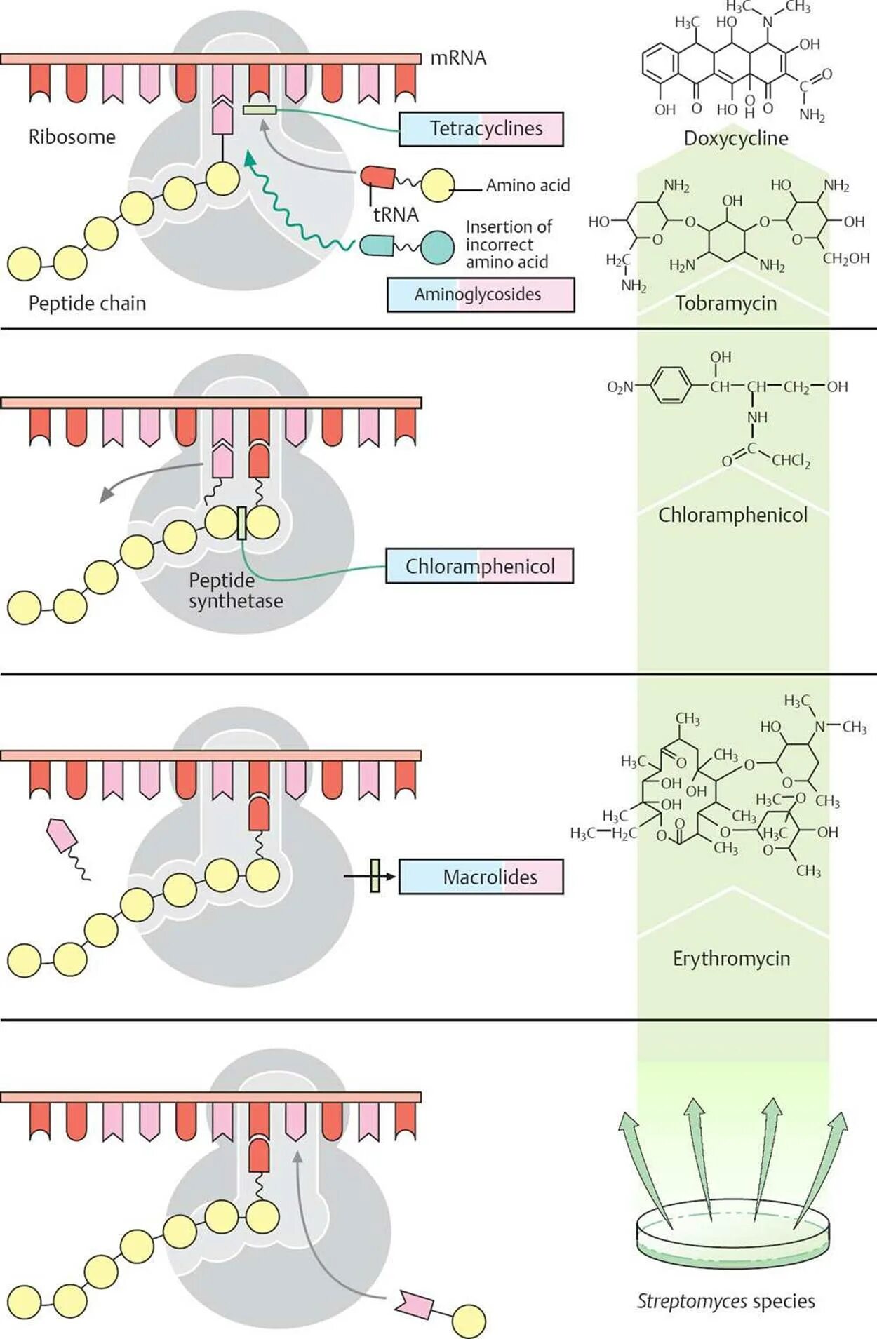 Mechanism of Action of antibiotics. Механизм действия эритромицина биохимия. Aminoglycosides mechanism of Action. Механизм действия эритромицина с объяснением.