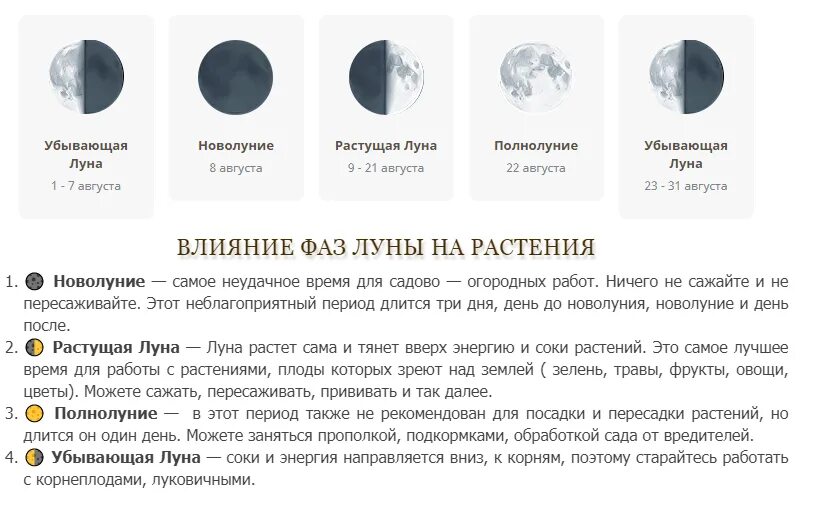 Фазы Луны влияют на растения. Новолуние и полнолуние влияние на человека. Влияние фаз Луны на рост растений. Новолуние растущая Луна полнолуние и убывающая. Как влияет новолуние