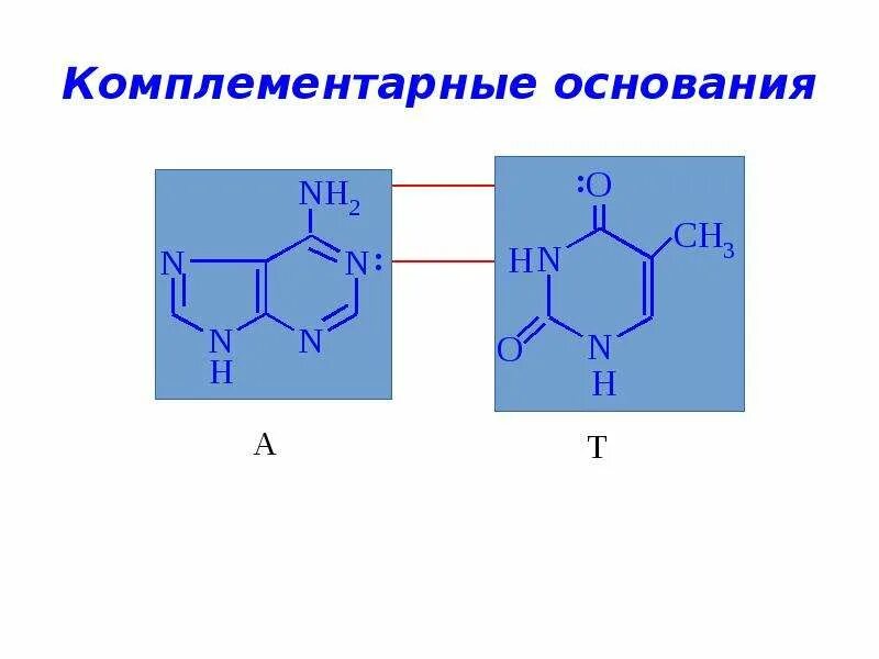 Комплиментарная пара. Комплементарные пары нуклеиновых оснований. Комплементарные основания в нуклеиновых кислотах. Комплетарные пары нуклеиновых оснований. Комплементарные азотистые основания.