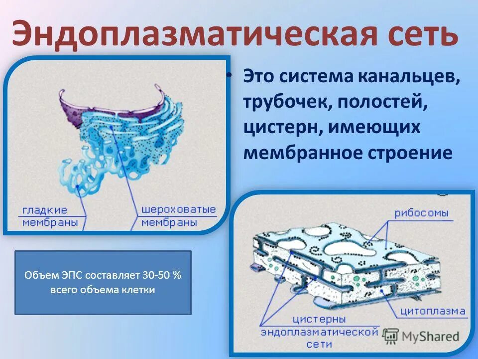 системы канальцев и цистерн. клеточные органоиды эндоплазматическая сеть. гладкая и шероховатая эпс функции. системы канальцев и цистерн. системы канальцев и цистерн.