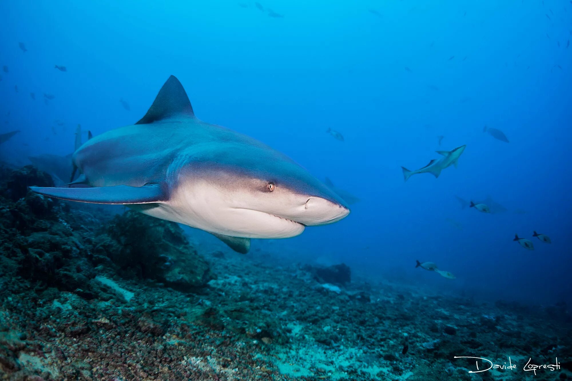 Ocean shark. Океаническая рифовая акула. Черноперая рифовая акула. Рыбы красного моря рифовая акула. Рифовая акула в черном море.