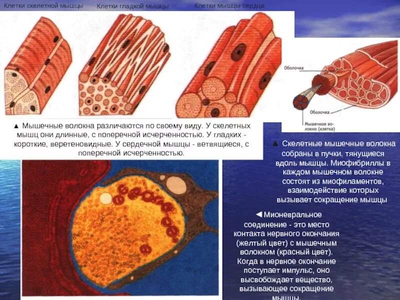 схема строения мышечной клетки. длина мышечных клеток. длина мышечных клеток. строение мышечной ткани. длина мышечных клеток.