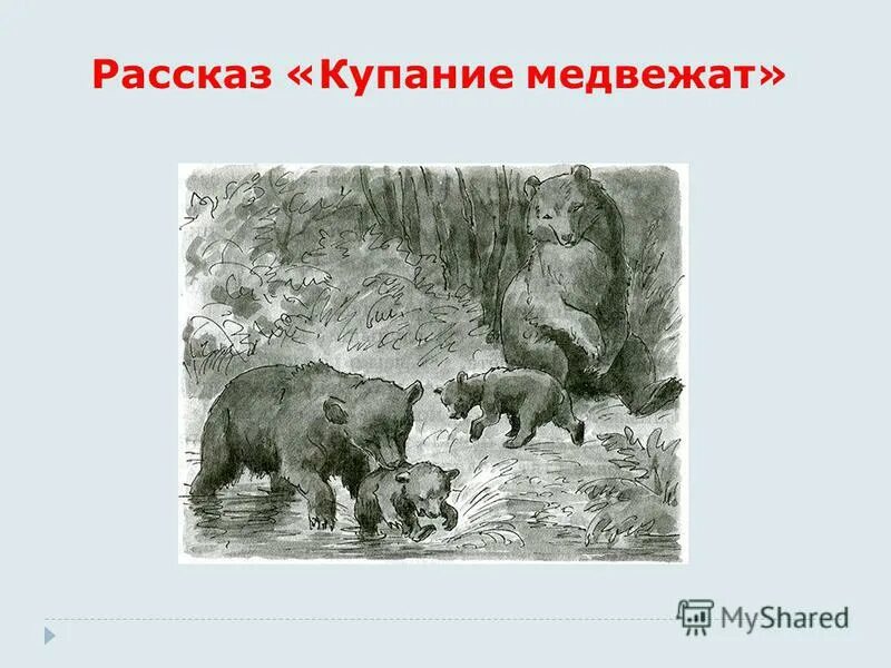 Рассказ бианки купание медвежат