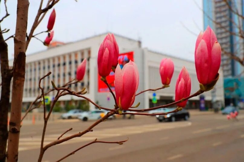 В краснодаре зацвели. Магнолия в Краснодаре. Магнолия цветет в Краснодаре. В Краснодаре зацвела Магнолия. Магнолия дерево Краснодар.