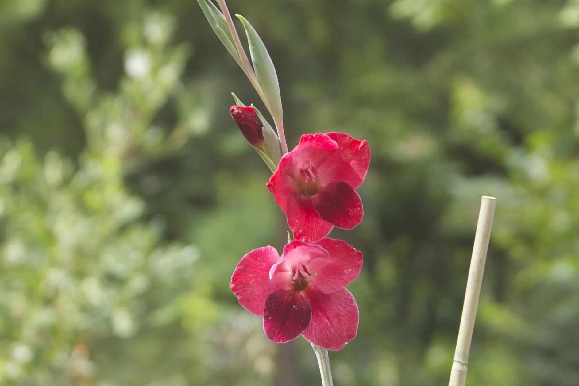 Лист гладиолуса. Гладиолус Албандейра. Gladiolus Papilio ‘Ruby’. Гладиолус Пинк Пэррот. Гладиолус carneus.