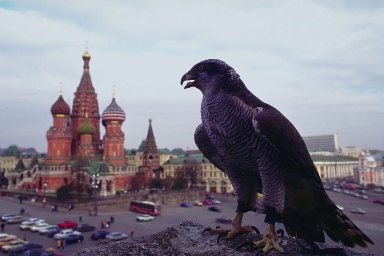 Где живет сокол. Сокол Сапсан в городе. Сокол Москва. Птицы в городе. Кремлевские птицы.