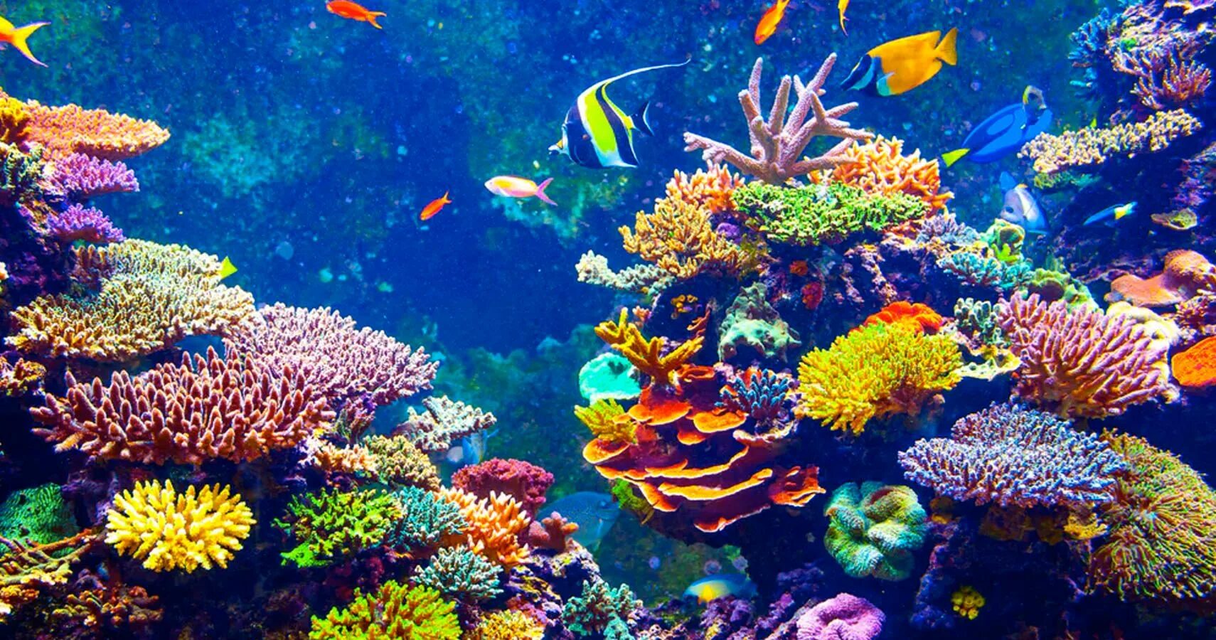 Коралловые рифы образуют. Коралловые рифы индийского океана. Коралловые рифы Бали. Большой Барьерный риф подводный мир. Коралловый риф в Австралии.