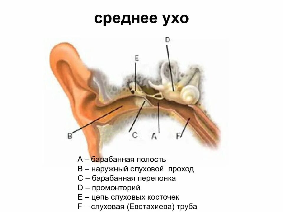 Среднее ухо барабанная перепонка слуховые косточки. Среднее ухо слуховые косточки строение. Среднее ухо барабанная полость евстахиева труба. Строение уха среднее ухо. В среднем ухе расположены 3