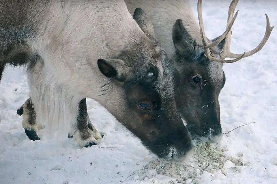 Северный олень питание. Северный олень и ягель. Северный олень ест ягель. Олени едят ягель в тундре. Что едят Северные олени.