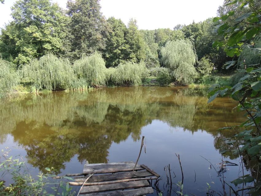 Западный троекуровский пруд. Пичаевский пруд Моршанский район. Село раёво Моршанский район. Пичаевский пруд Тамбовской области. Река Шача Пичаевский район.