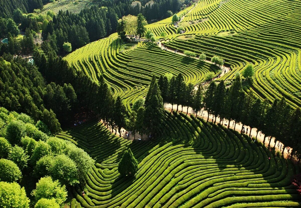 Виды плантаций. Чайные поля Посон Южная Корея. Чайные плантации Посон в Южной Корее. Плантация зеленого чая Посон Корея. Уезд Посон Корея.