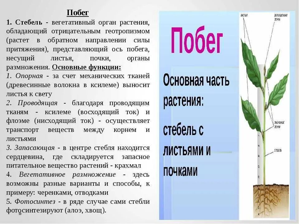 Побег его строение и значение. Стебель. стебель часть побега. строение вегетативных органов. строение вегетативных органов растений.