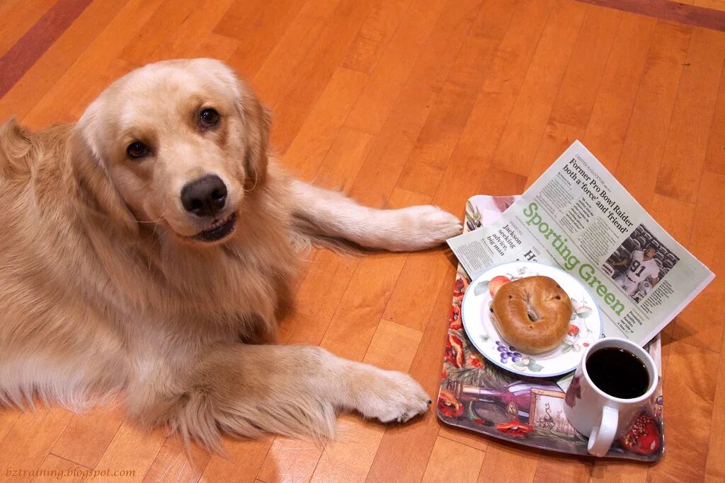 Корни купить собаку. Чашки для собак. Собака с кофе. Собака и чай. Собака пьет чай.