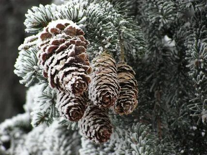 Сколько шишек на елке